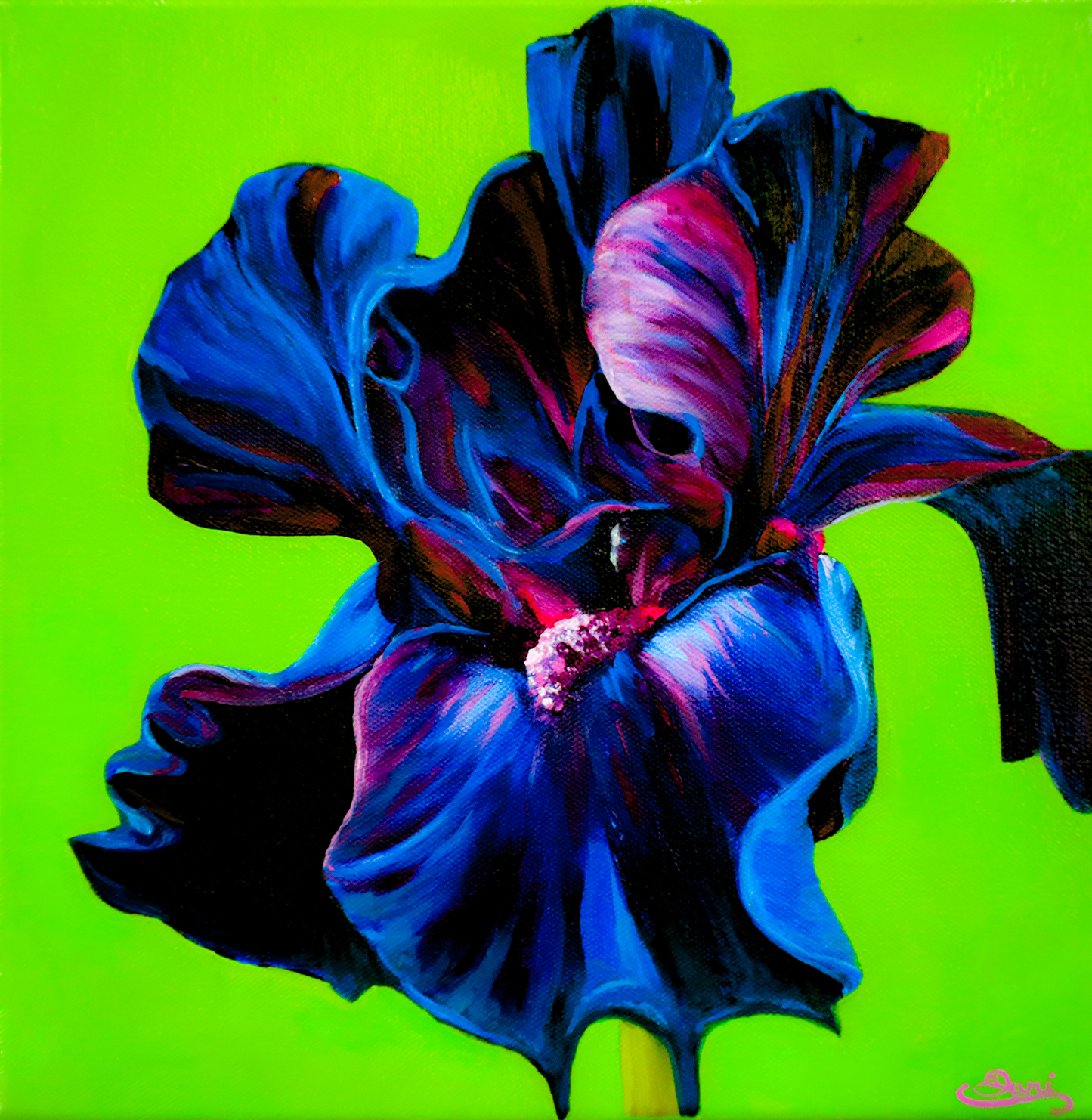 Bold Black Bearded Iris